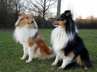 Shetland Sheepdog Dogs Photo And Wallpaper Beautiful