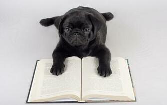 Pics Photos Pug Book Laptops Wallpaper Black