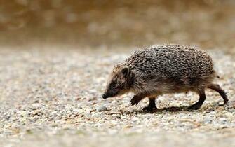 Hedgehog Walking Wallpaper HD Girls