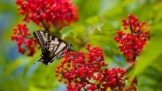Animalia Insects Fun Flower Kiss Wallpaper Egg Spring