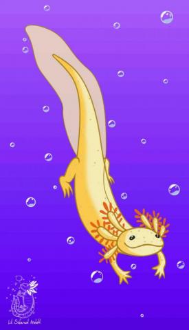 4k Axolotl Wallpaper Whatspaper
