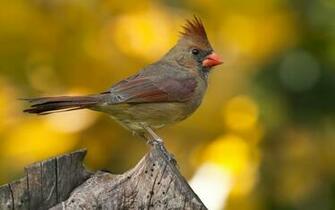 Cardinal Wallpaper Birds Desktop