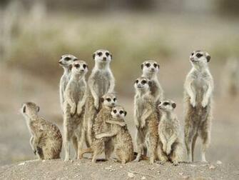 Meerkats Wallpaper Fun Animals Wiki Videos Pictures
