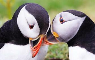 Wallpaper Atlantic Puffin Bird Couple Beak HD Background
