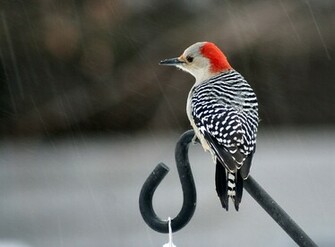 Red Billed Woodpecker Zig Zag Wallpaper