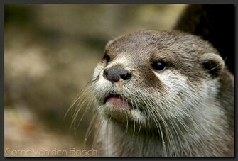 Otter Wallpaper Background Achtergrond Bureaublad Desktop Pc