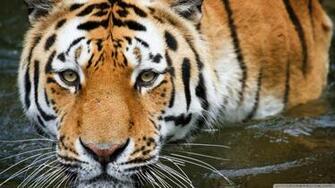 Tiger In The Water Wallpaper