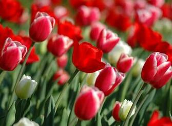 Spring Wallpaper Top HD NicewallpaperHD