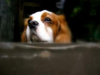 Cavalier King Charles Spaniel Wallpaper Pictures Breed Information