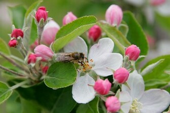 Apple Blossom Wallpaper Bonzy