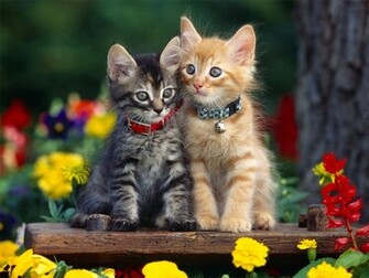 Cats Image Kitten Wallpaper Photos