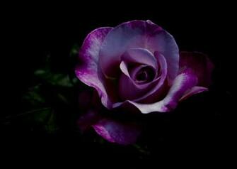 Purple Rose Wallpaper