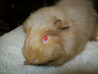 Cute Baby Pigs Wallpaper Image For