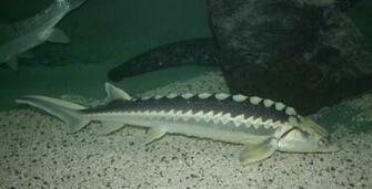 Snook Wallpaper Group