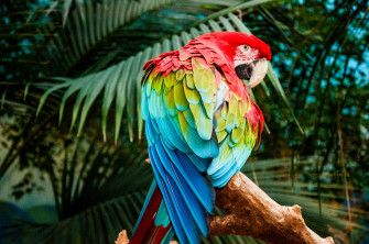 Macaw Colorful Bird 4k Wallpaper Resolution HD
