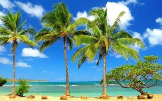 Home Browse All Through Palm Trees