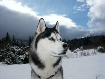 Husky Puppy Desktop Wallpaper HD Background
