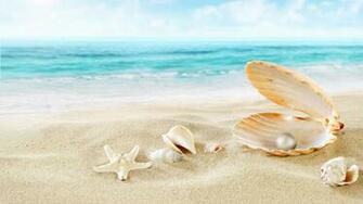 Shell Wallpaper And Background Image Net