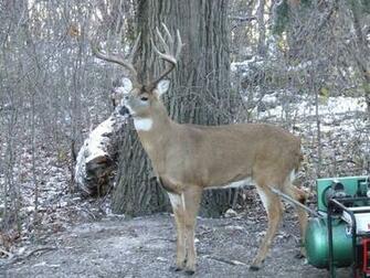 Monster Whitetail Deer Buck
