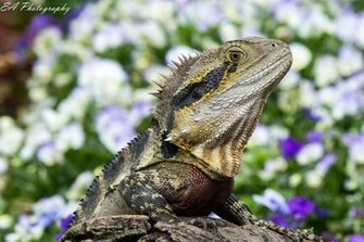 Cool Water Dragons Wallpaper Background HD Desktop Background