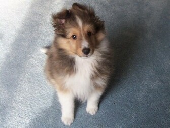 Cute Puppy Ever Wallpaper Me