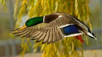 Flying Duck HD Wallpaper Desktop