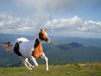 Beautiful Wallpaper Wild Horses
