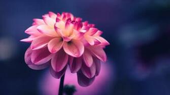Wallpaper Flower Pink Petals Bud Close Up