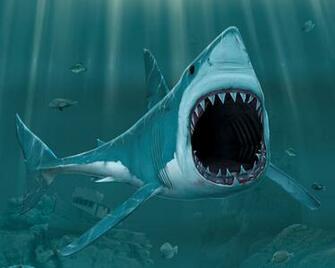 Biggest Ocean Animals Photos Pictures Image