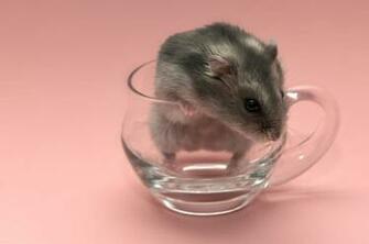 Hamster Computer Wallpaper Desktop Background Id