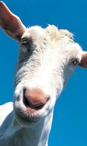 Funny Farm Animals HDwallpaper For Android Appszoom