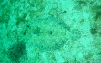 Ocean Floor Wallpaper Backdrops