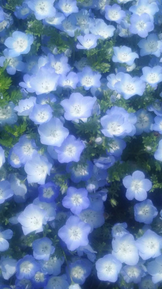 Glitch On Flowers In Wallpaper