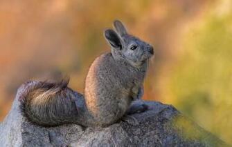 Wallpaper Background Stone Animal Mountain Viscacha