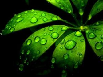 Wallpaper For Blackberry Green Flower Jpg