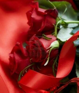 Rose HD Wallpaper
