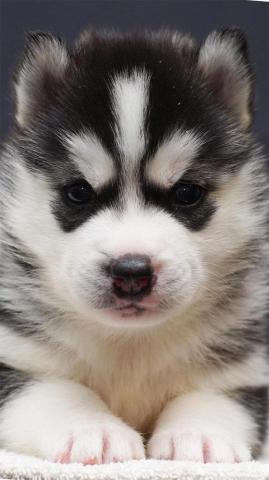 Dog Cute Puppies Wallpaper For iPhone Animals Phone Background