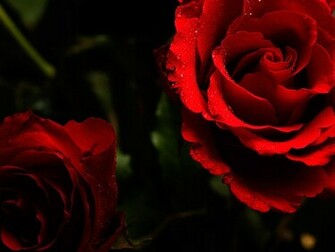 Red Roses On A Dark Background Wallpaper And Image