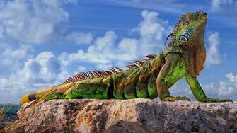 Common Iguana In The Florida Keys Roman Mordashev 500px