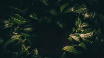 Leaves Dark Plant Green Blur Closeup 4k Wallpaper