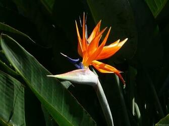 Wallpaper Birds Of Paradise