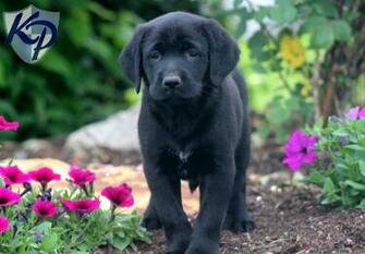 Labrador Retriever Black Puppies Keystone