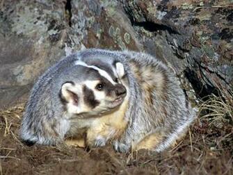 Badgers Wallpaper Background