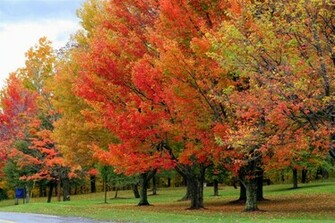The End Of Colors Fall Siowfa12 Science In Our World