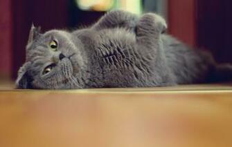 Wallpaper Lies Looks Tomcat Brazen Image For Desktop Section