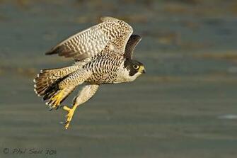 Peregrine Falcon In Flight Wallpaper X