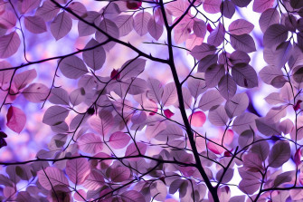 Background Purple Leaf P T Nhi N I Mi Ph Wallpaper
