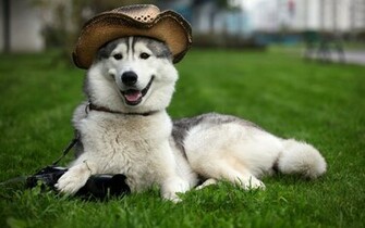 For Desktop Computer Funny Boxer Image Dog Dowload Kids And Dogs