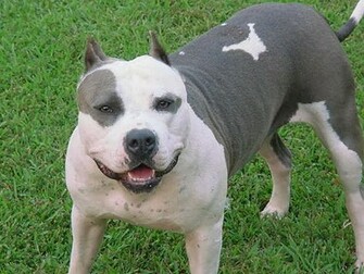 Dogs Wallpaper Pittbull