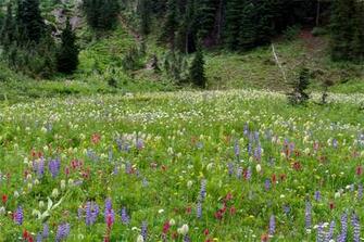 Wildflower Meadow Sunset Meadows Around